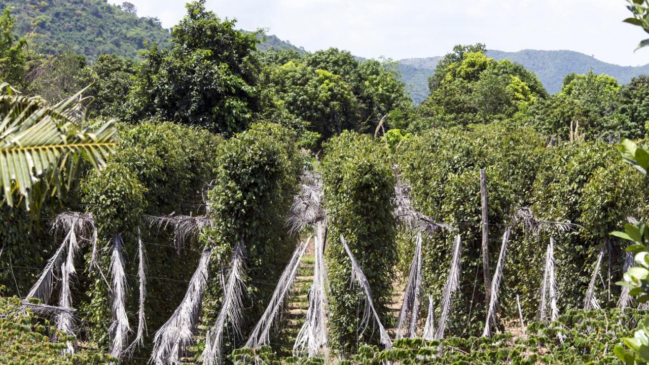 Pepper plantation in Kampot