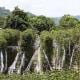 Pepper plantation in Kampot