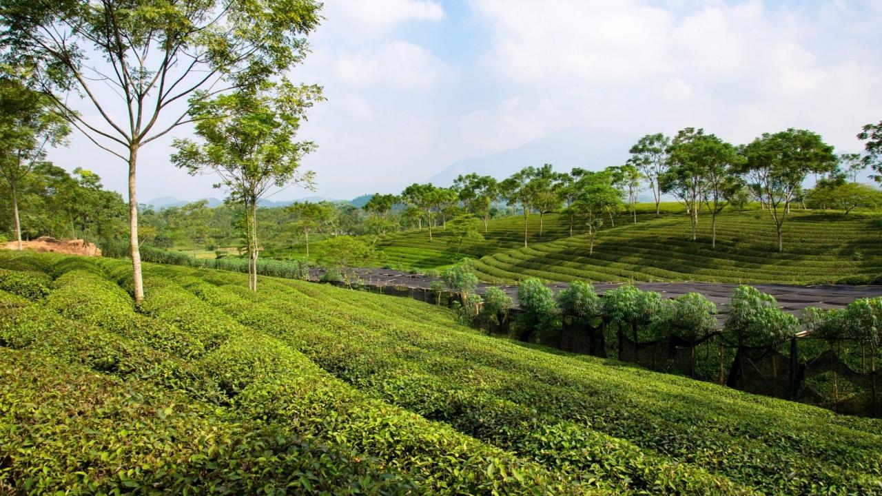 Plantation Thé Vietnam Hoa Binh