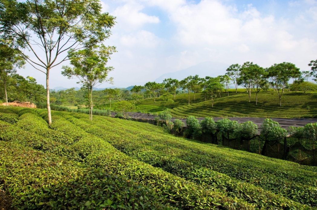 Plantation Thé Vietnam Hoa Binh