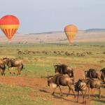 Balloon Safari 4