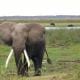 amboseli-national-park-2063592