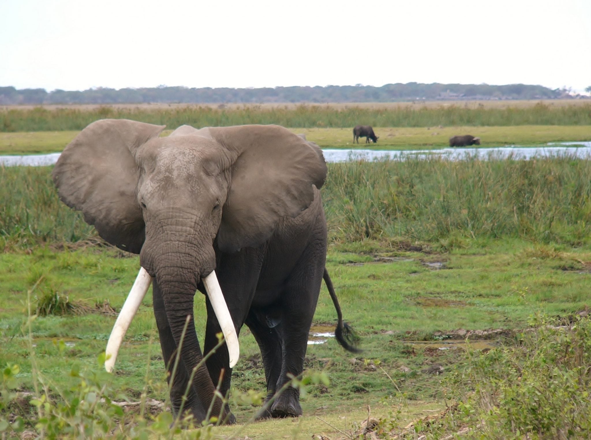 amboseli-national-park-2063592