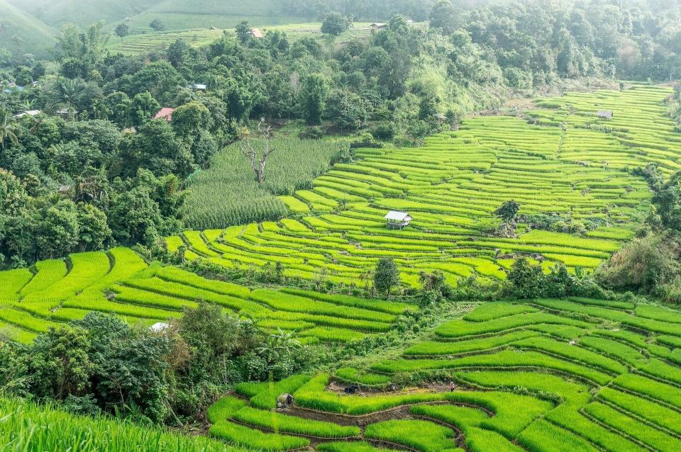 rice-terraces-2224264_1920 chiang mai