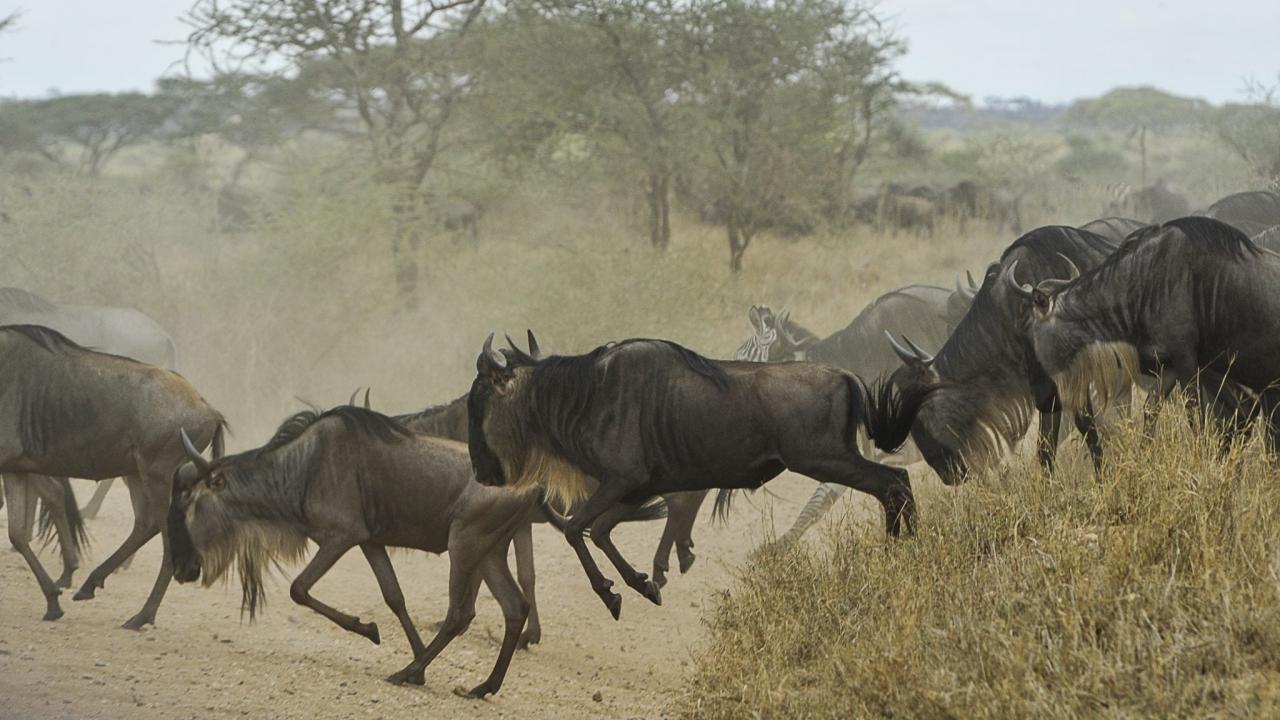 wildebeests-805391