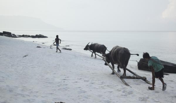 children with buffalos on Koh Rong beach