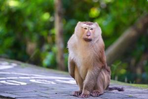 A macaca monkey, Khao Toh Sae Viewpoint on the Highest Hill in Phuket, Thailand