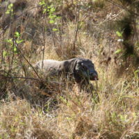 Komodo dragon (2)