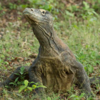 Komodo dragon