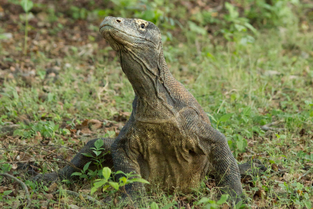 Komodo dragon