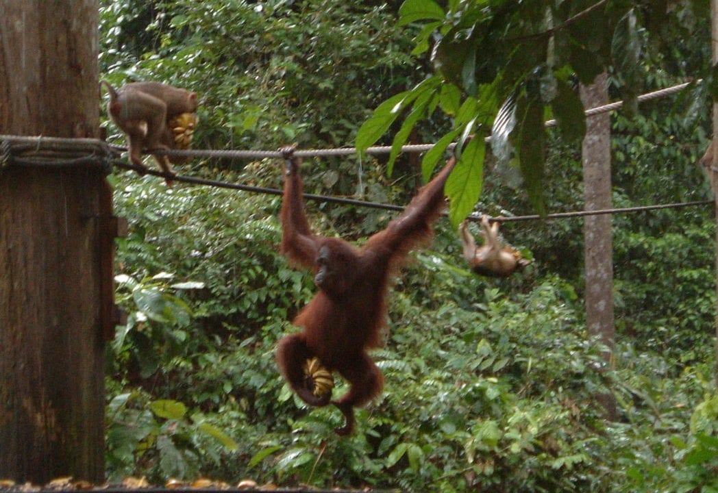 Orang utan