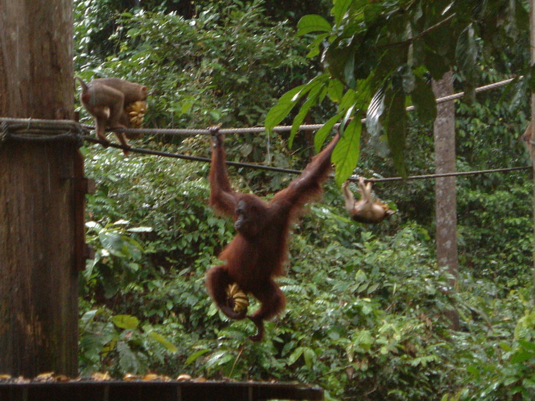 Orang utan