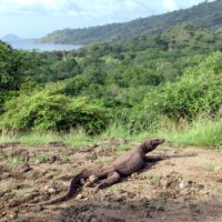 Sulphurea Hill in Komodo National Park on Komodo Island