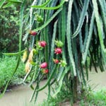 dragon fruit on tree vietnam mekong delta asia