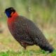 Satyr tragopan, visit nepal 2020