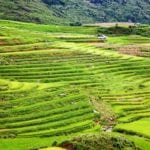 dreamstime_s_104503323 terraced green rice fields Sa Pa, Vietnam