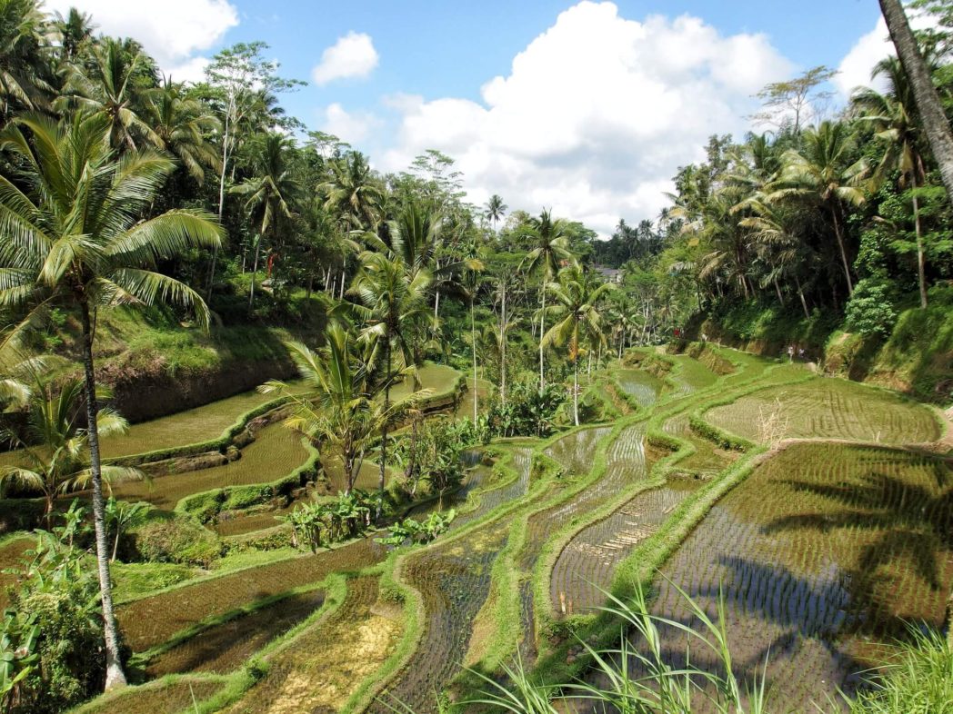 rice-2730253_1920 Ubud, Bali